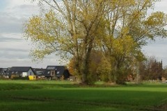 wp-1605453413539