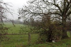 wp-1606654642881