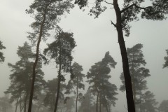 wp-1610209906439