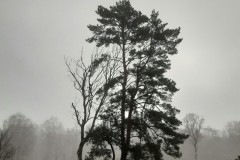 wp-1610210085152